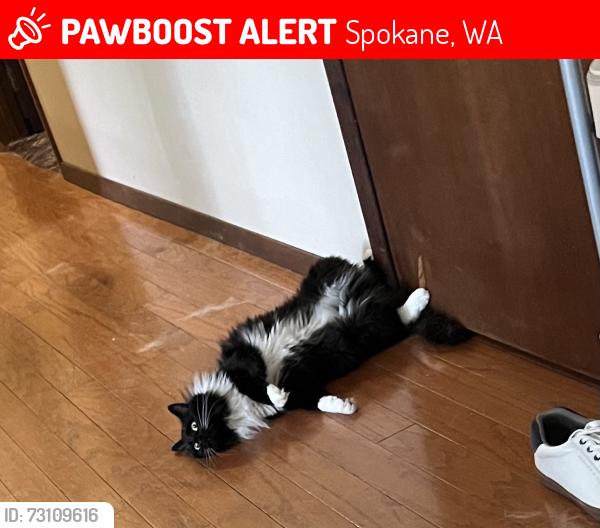 Lost Female Cat last seen Ray and 29th avenue, Spokane, WA 99223
