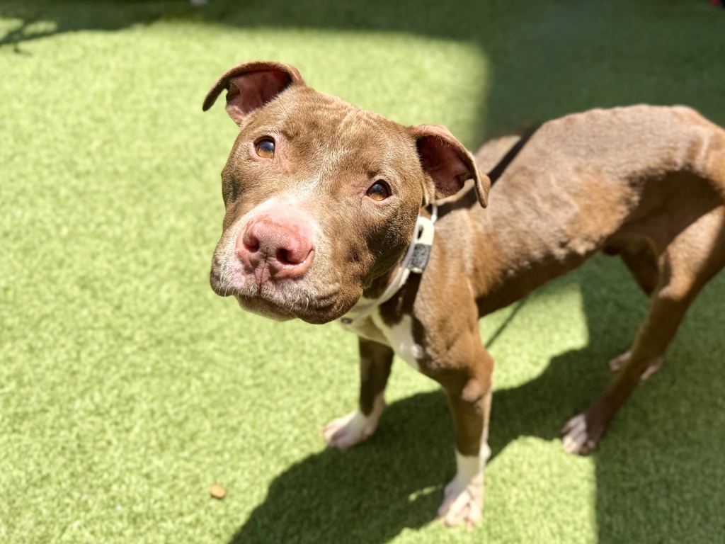 Shelter Stray Male Dog last seen Near Findlay Avenue, BRONX, NY, 10456, 326 E 110th St, New York, NY 10029, USA