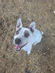 Reunited Male Dog last seen FM 465 & Woods of St. Clare, Marion, TX 78124