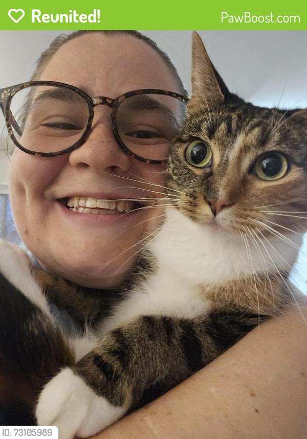 Reunited Female Cat last seen Near spruce mill lane, Scotch Plains, NJ 07076