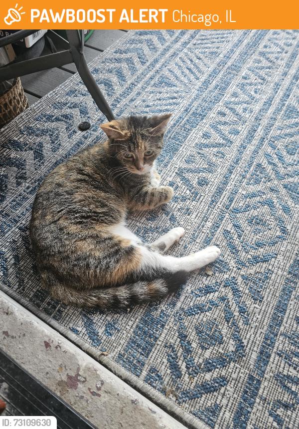 Found/Stray Female Cat last seen Near and Chappel near Jeffrey Blvd, Chicago, IL 60649