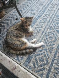 Found/Stray Female Cat last seen Near and Chappel near Jeffrey Blvd, Chicago, IL 60649