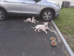 Found/Stray Unknown Dog last seen 57th west, Miramar, FL 33025
