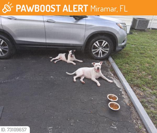 Found/Stray Unknown Dog last seen 57th west, Miramar, FL 33025