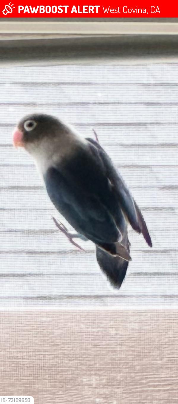 Lost Male Bird last seen Valinda and Vine, West Covina, CA 91790