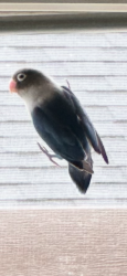 Lost Male Bird last seen Valinda and Vine, West Covina, CA 91790