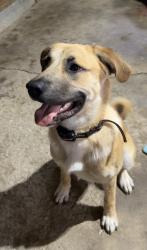 Found/Stray Male Dog last seen Alley way behind the Circleville Herald, Circleville, OH 43113