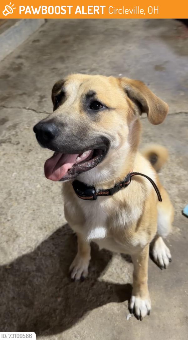 Found/Stray Male Dog last seen Alley way behind the Circleville Herald, Circleville, OH 43113