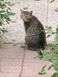 Found/Stray Female Cat last seen Westervelt Avenue, Staten Island, NY 10301