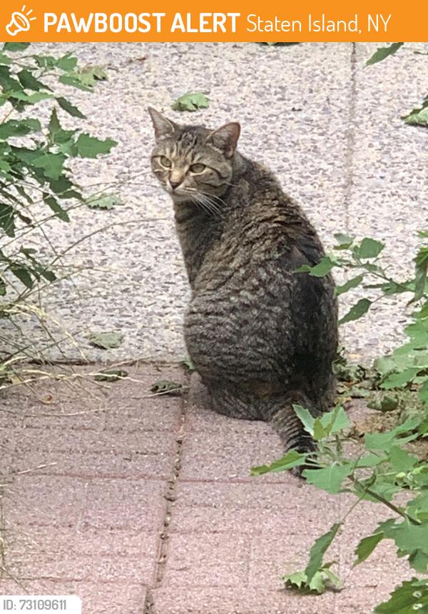 Found/Stray Female Cat last seen Westervelt Avenue, Staten Island, NY 10301