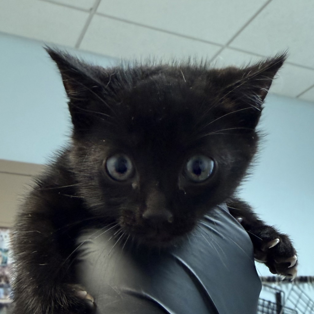 Shelter Stray Female Cat last seen Keen Dr, San Diego, CA, 92139, 5500 Gaines St, San Diego, CA 92110, USA