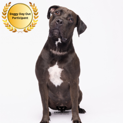 Shelter Stray Female Dog last seen , 3607 N Armenia Ave, Tampa, FL 33607, USA