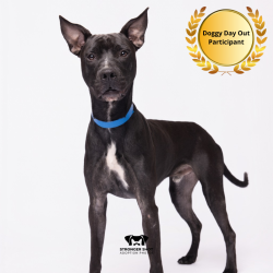 Shelter Stray Male Dog last seen , 3607 N Armenia Ave, Tampa, FL 33607, USA