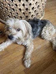 Found/Stray Female Dog last seen Dickerson pike/Old Hickory Blvd, Nashville, TN 37080