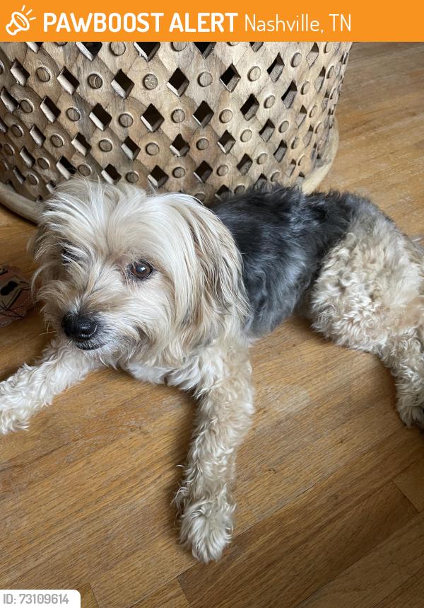 Found/Stray Female Dog last seen Dickerson pike/Old Hickory Blvd, Nashville, TN 37080