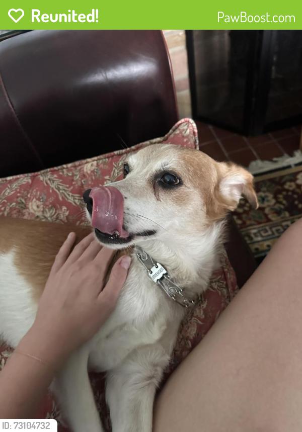 Reunited Male Dog last seen 127th Street and Keeler, Alsip, IL 60803