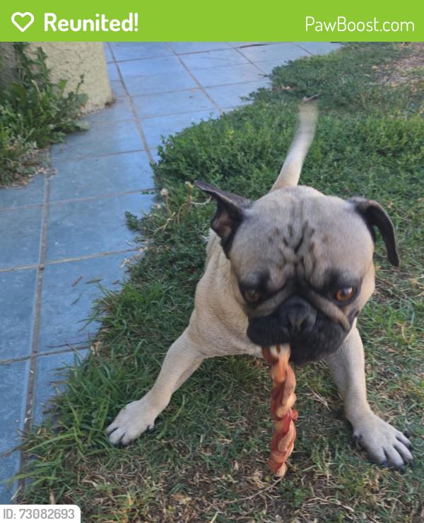 Reunited Male Dog last seen Vernon/ alameda, Los Angeles, CA 90011