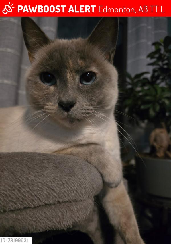Lost Female Cat last seen Near street, 34-36 ave, Edmonton, AB T6T 2L5