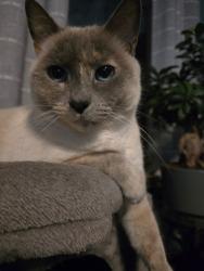 Lost Female Cat last seen Near street, 34-36 ave, Edmonton, AB T6T 2L5