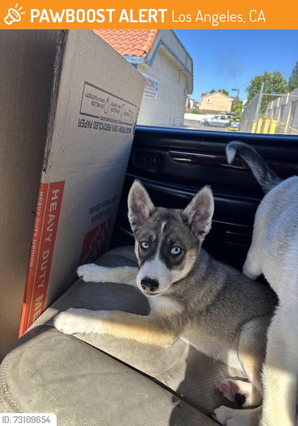 Found/Stray Female Dog last seen Foothill, Los Angeles, CA 91352