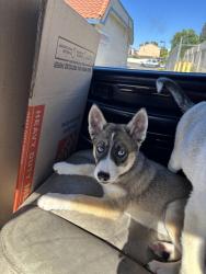Found/Stray Female Dog last seen Foothill, Los Angeles, CA 91352