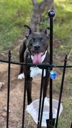 Reunited Male Dog last seen Las Meninas, Edmond, OK 73012