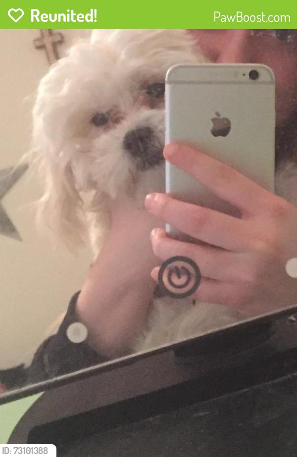 Reunited Male Dog last seen Treese St. and Taylor St., The Colony, TX 75056