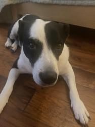 Reunited Male Dog last seen Corner of Norham and Steppingstone Way, Klein, TX 77379