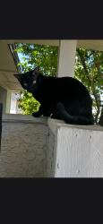 Lost Male Cat last seen Flamingo and mountain vista, Las Vegas, NV 89121