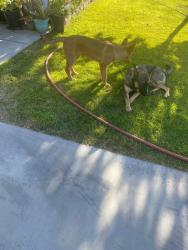 Found/Stray Unknown Dog last seen Silver weed St and Topaz Ave, Hesperia, CA 92344