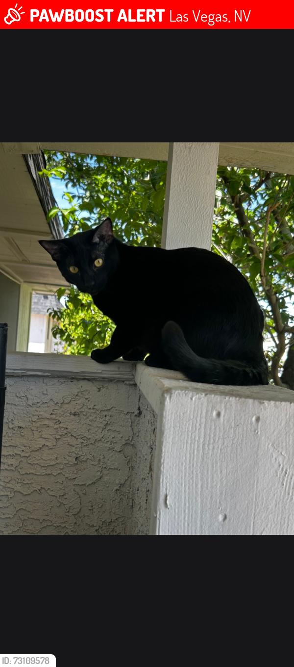 Lost Male Cat last seen Flamingo and mountain vista, Las Vegas, NV 89121