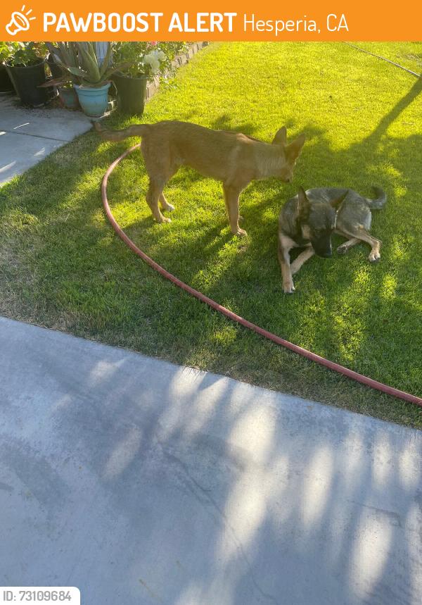Found/Stray Unknown Dog last seen Silver weed St and Topaz Ave, Hesperia, CA 92344