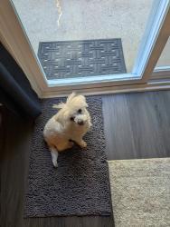 Found/Stray Female Dog last seen Sugar Ridge Dr, Forsyth County, GA 30024