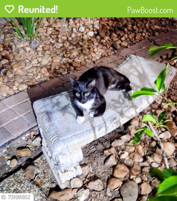 Reunited Male Cat last seen Northwest Pkwy, San Antonio, TX 78230