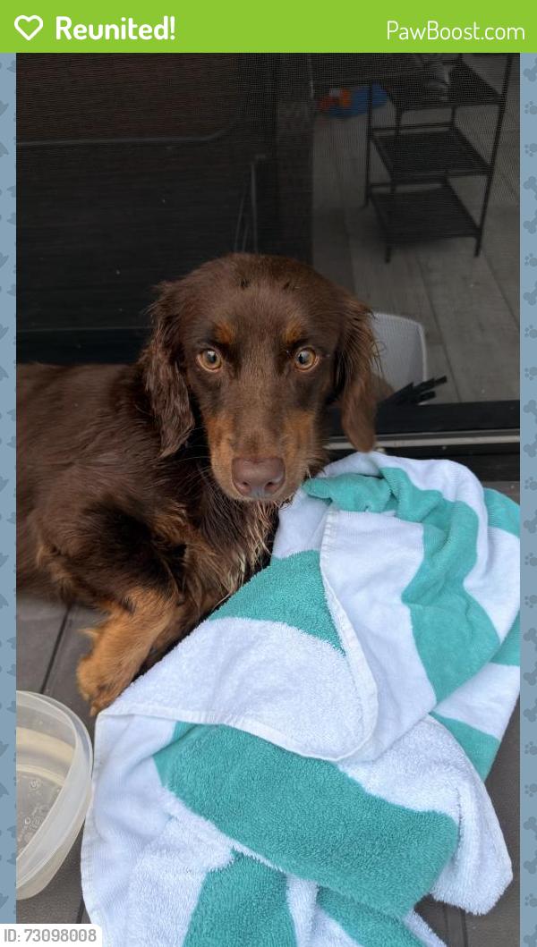 Reunited Male Dog last seen Harper blvd Palm Bay , Palm Bay, FL 32908