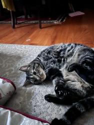 Reunited Male Cat last seen Near Stevens Canyon Rd, Cupertino, CA 95014, USA, Cupertino, CA 95014
