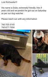 Reunited Male Dog last seen ElDorado Drive and Bear Valley Pkwy, San Diego County, CA 92025