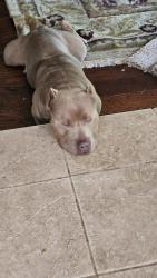 Lost Male Dog last seen Chester forest , Austin, TX 78729