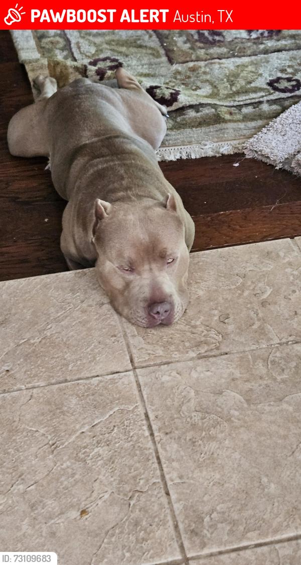 Lost Male Dog last seen Chester forest , Austin, TX 78729