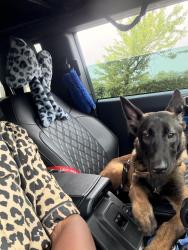 Found/Stray Female Dog last seen Ritchie road, Capitol Heights, MD 20743