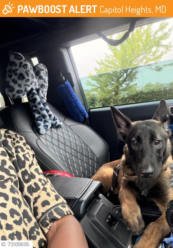 Found/Stray Female Dog last seen Ritchie road, Capitol Heights, MD 20743