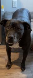 Reunited Female Dog last seen Antcliff rd and Pink st, Brooklyn, MI 49230