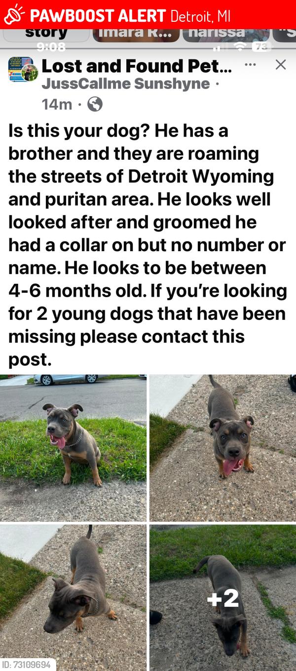 Lost Male Dog last seen Wyoming/Puritan, Detroit, MI 48226
