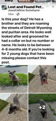 Lost Male Dog last seen Wyoming/Puritan, Detroit, MI 48226