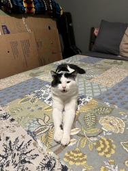 Lost Male Cat last seen Blakeley State Park, Spanish Fort, AL 36527