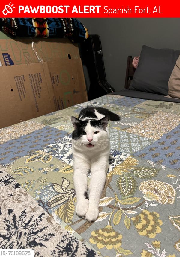 Lost Male Cat last seen Blakeley State Park, Spanish Fort, AL 36527