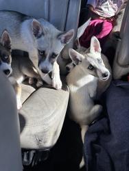 Found/Stray Unknown Dog last seen Foothill, Los Angeles, CA 91040