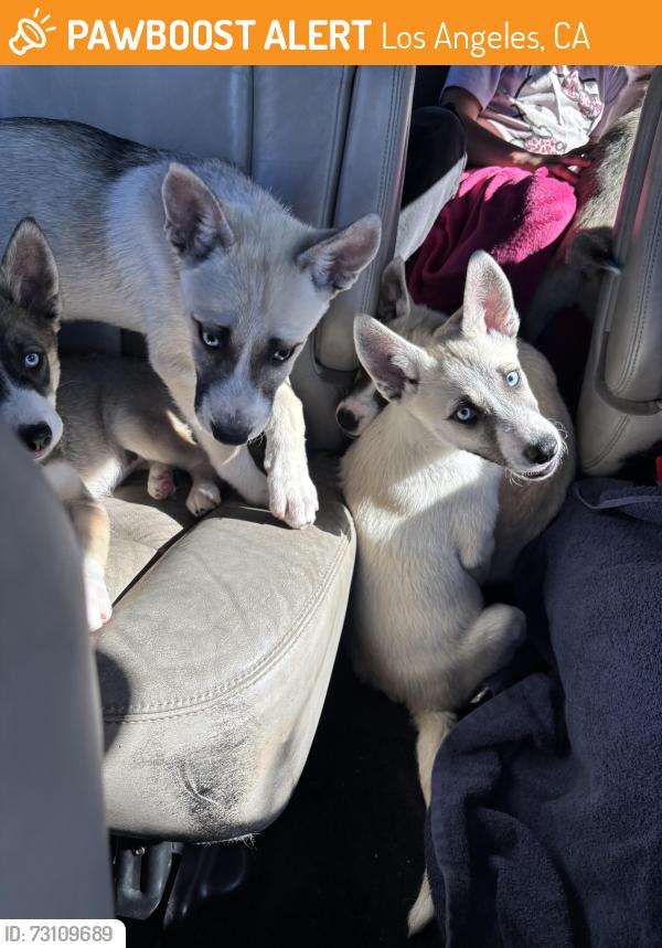 Found/Stray Unknown Dog last seen Foothill, Los Angeles, CA 91040