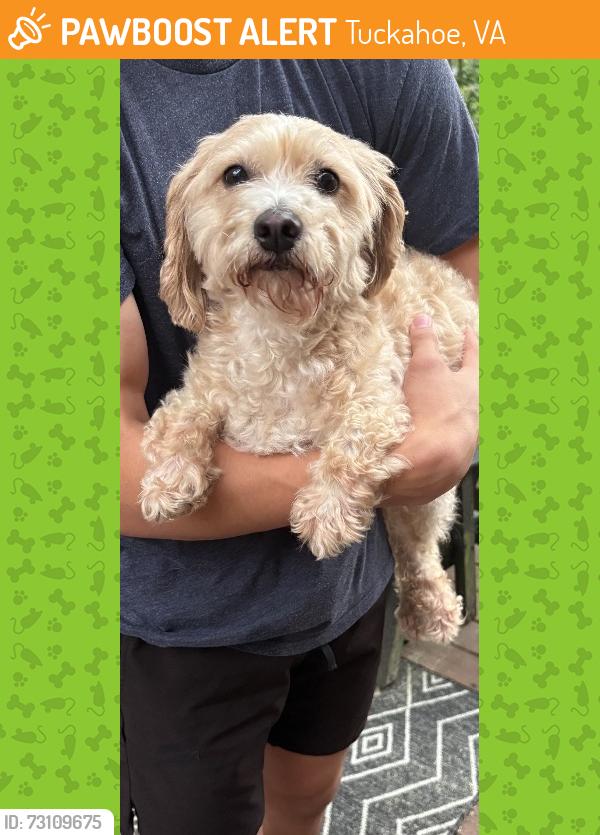 Found/Stray Female Dog last seen Cloister Drive, Tuckahoe, VA 23238