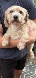 Found/Stray Female Dog last seen Cloister Drive, Tuckahoe, VA 23238